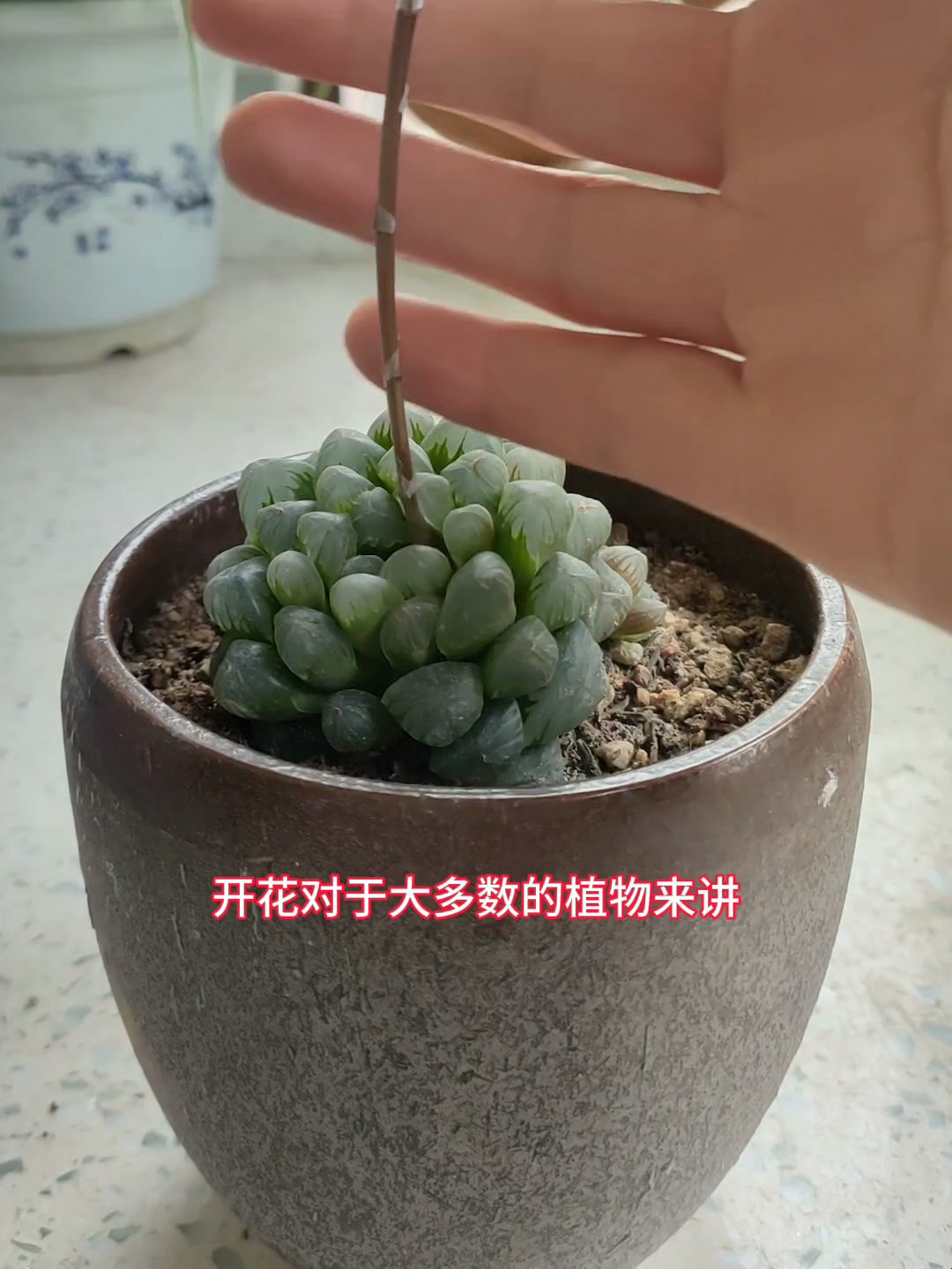 玉露开花要这样做