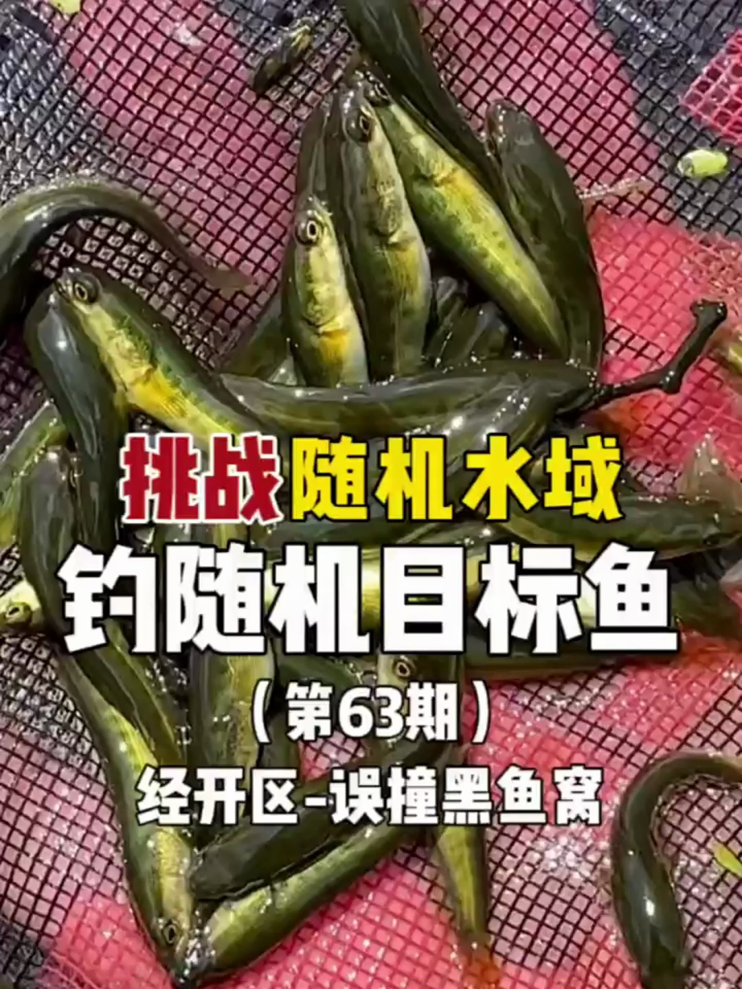 误撞黑鱼窝,这条黑鱼有多大?