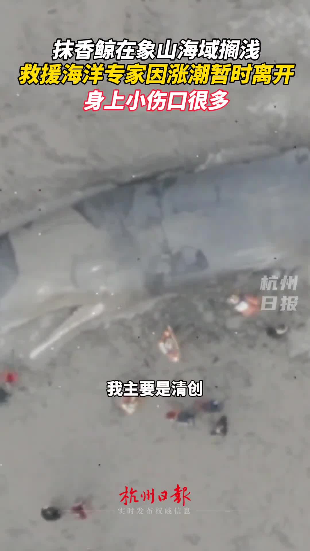 一头抹香鲸在宁波象山海域搁浅,海洋专家因涨潮被迫离开,搁浅鲸鱼身上小伤很多