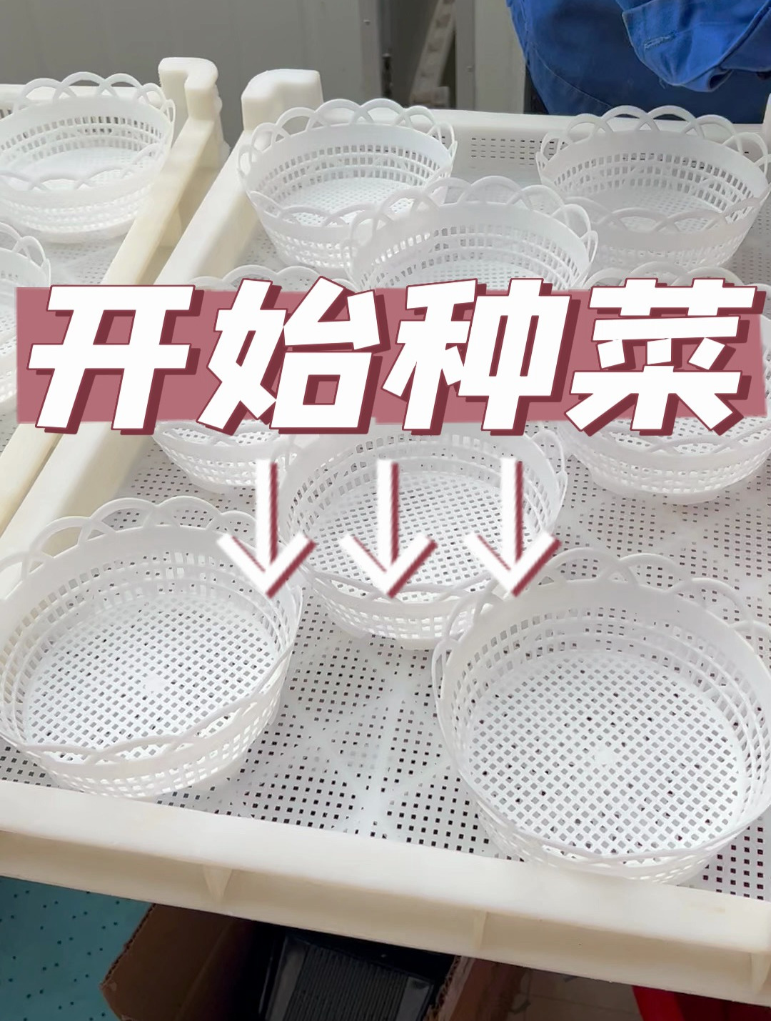 芽苗菜种植技术培训