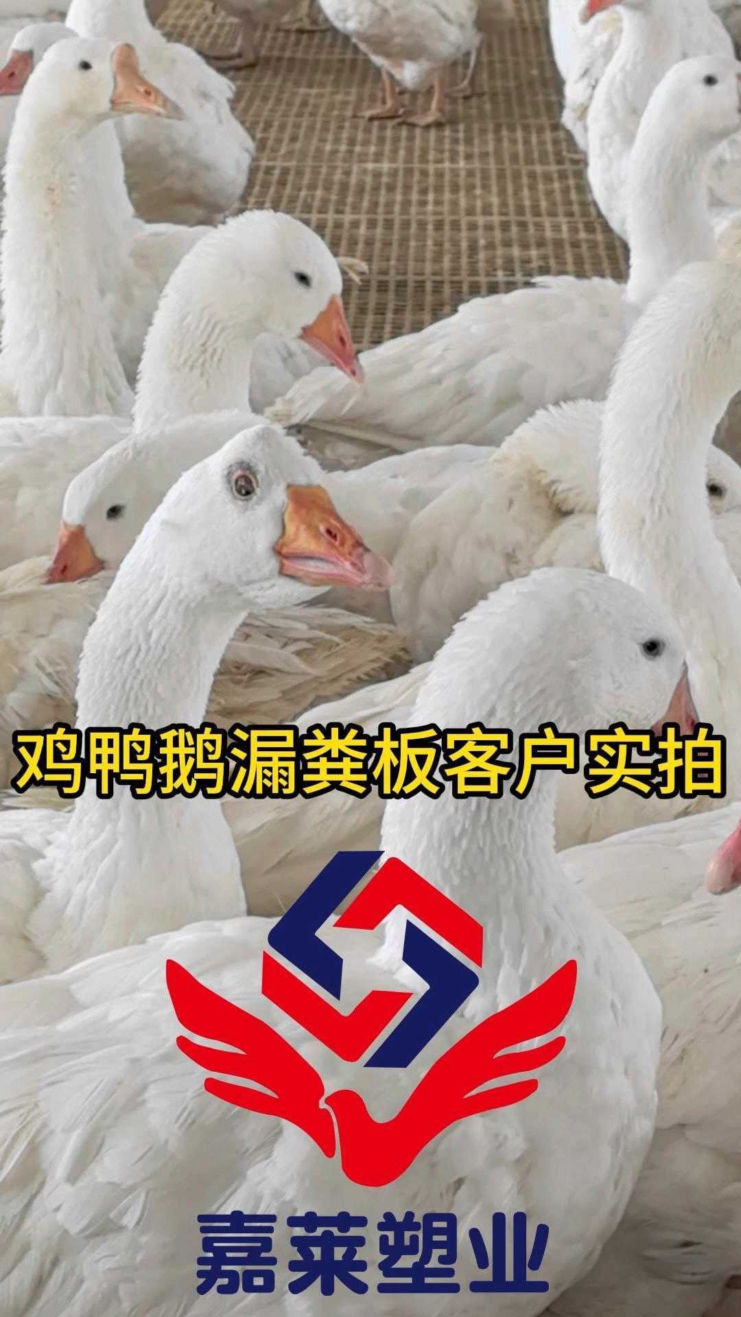 鸡鸭鹅漏粪板客户实拍