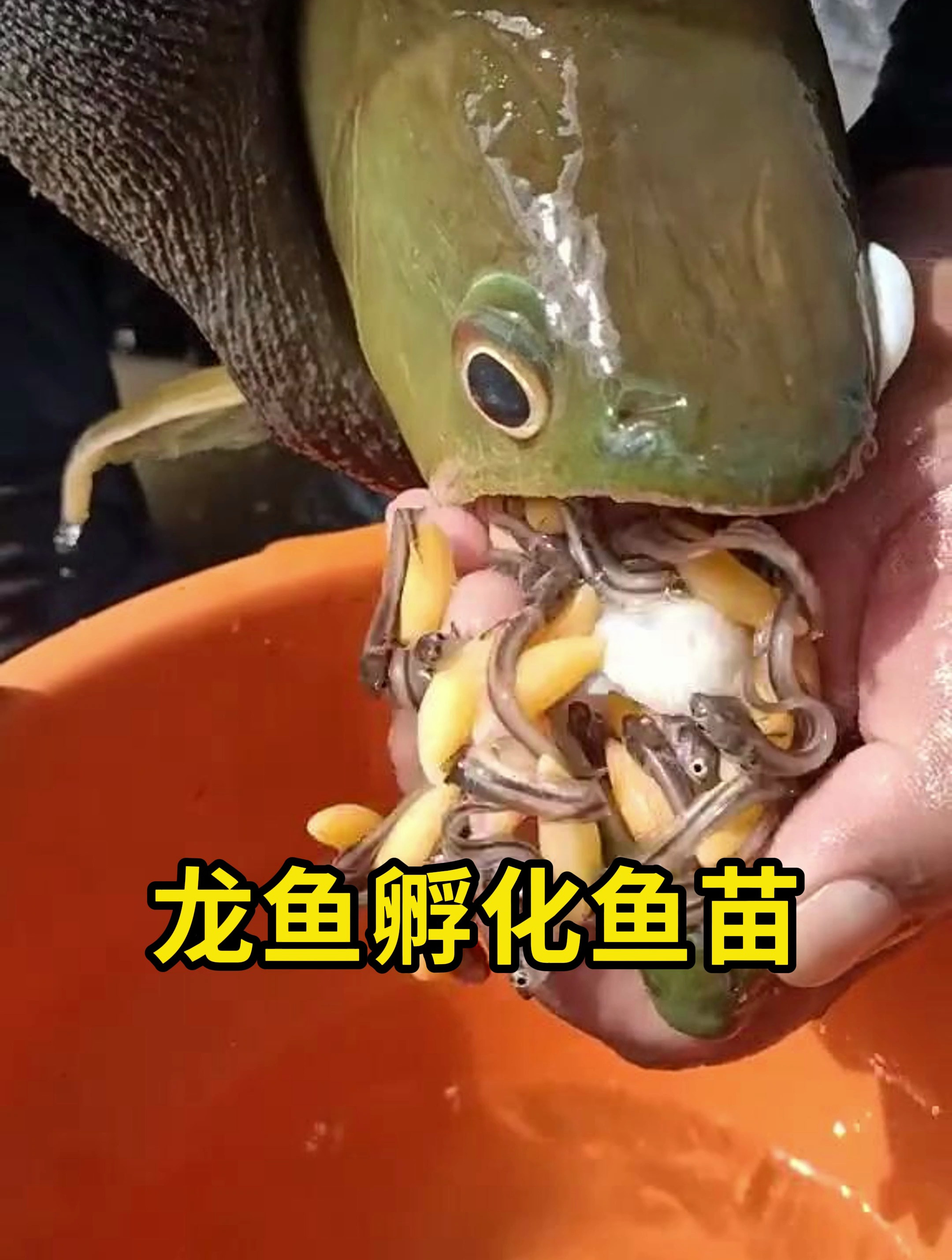 龙鱼苗自带营养袋,在嘴里完成孵化!