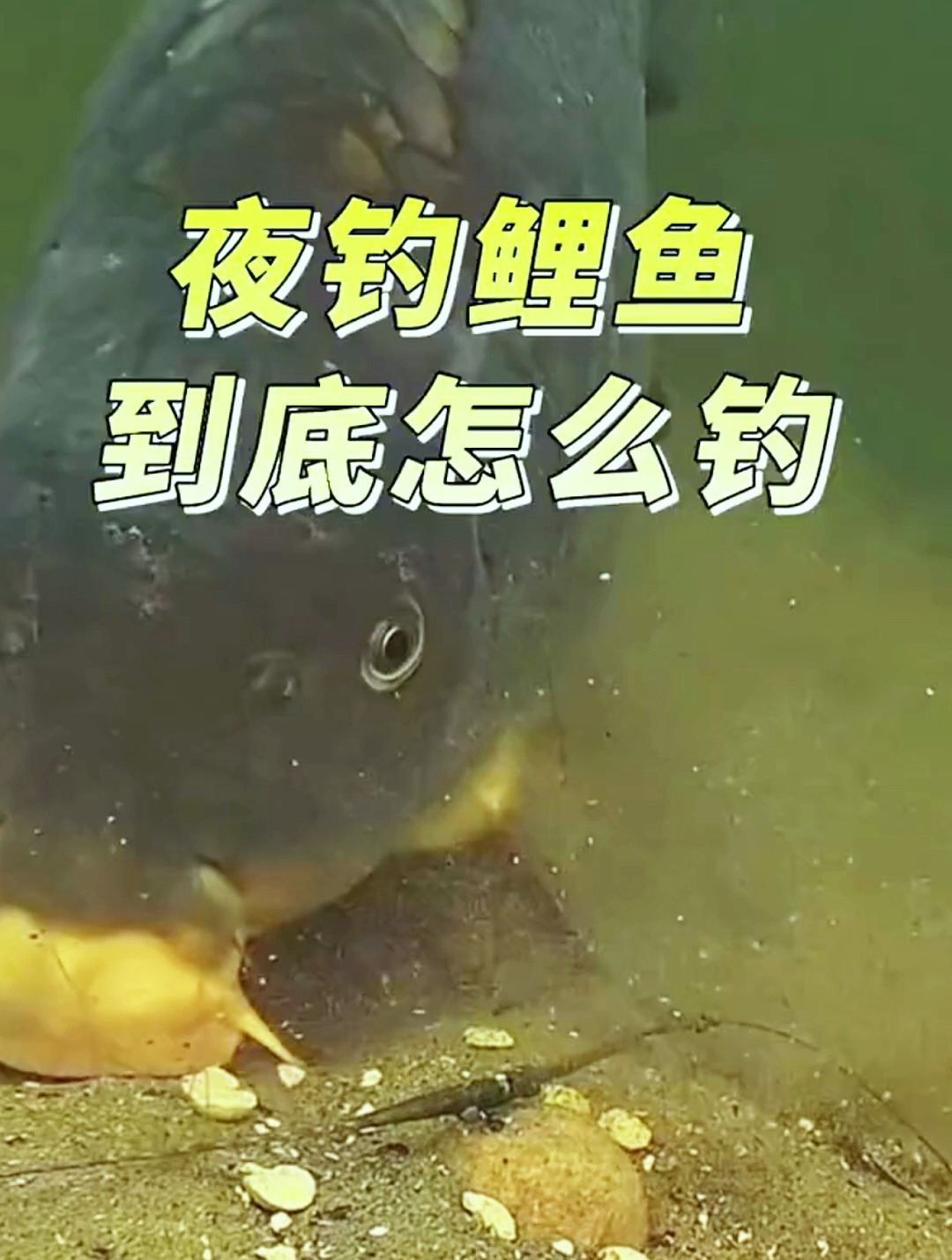夜钓鲤鱼到底怎么钓?