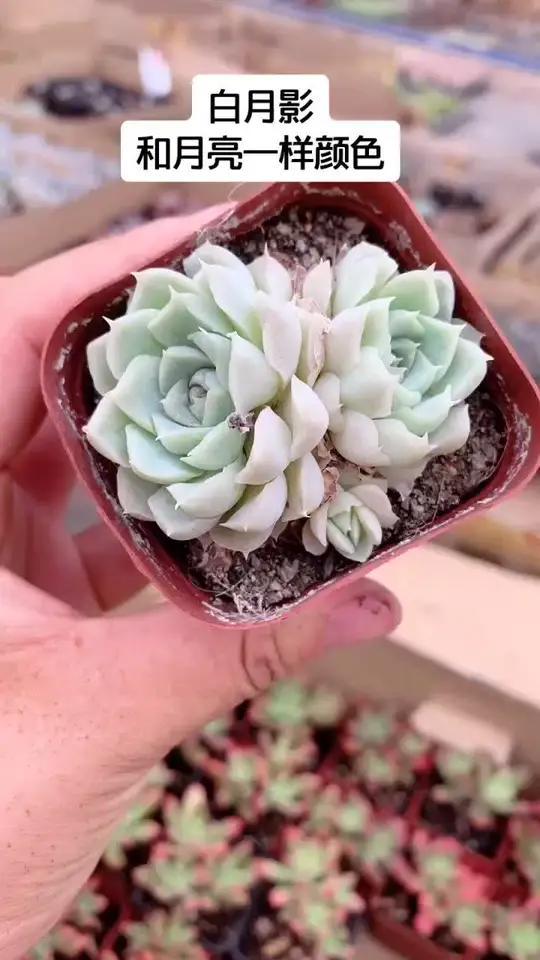 白月影,多肉植物,皎洁的一个肉肉