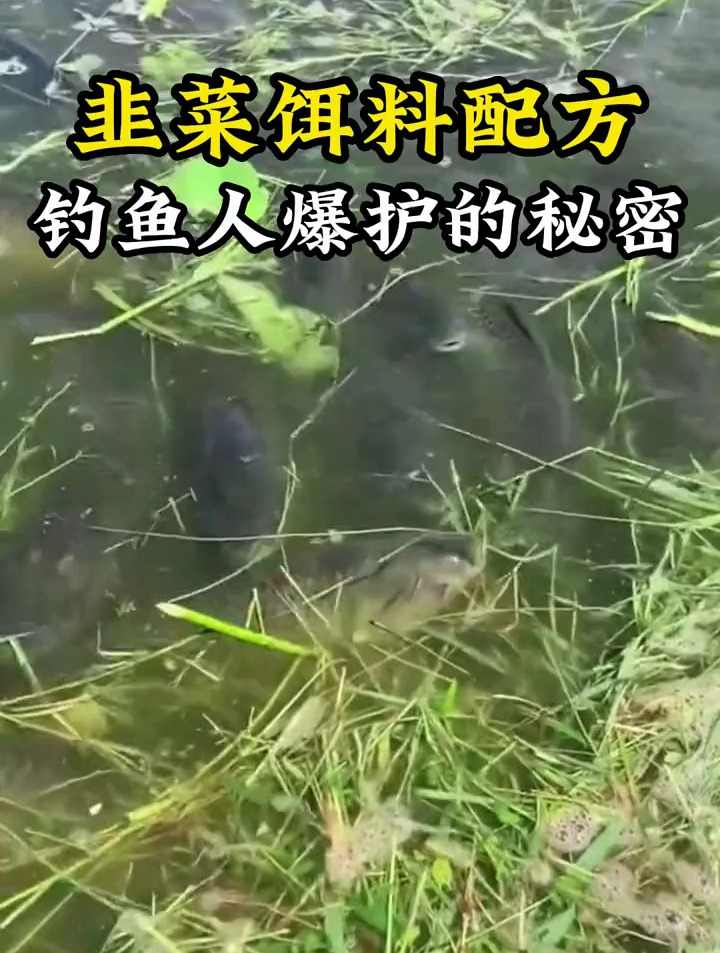 钓鲤鱼草鱼的韭菜饵料,您知道怎么自制吗?