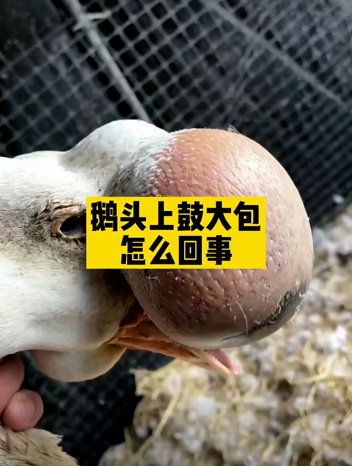 鹅头上鼓大包怎么回事?你养鹅一定遇到过吧