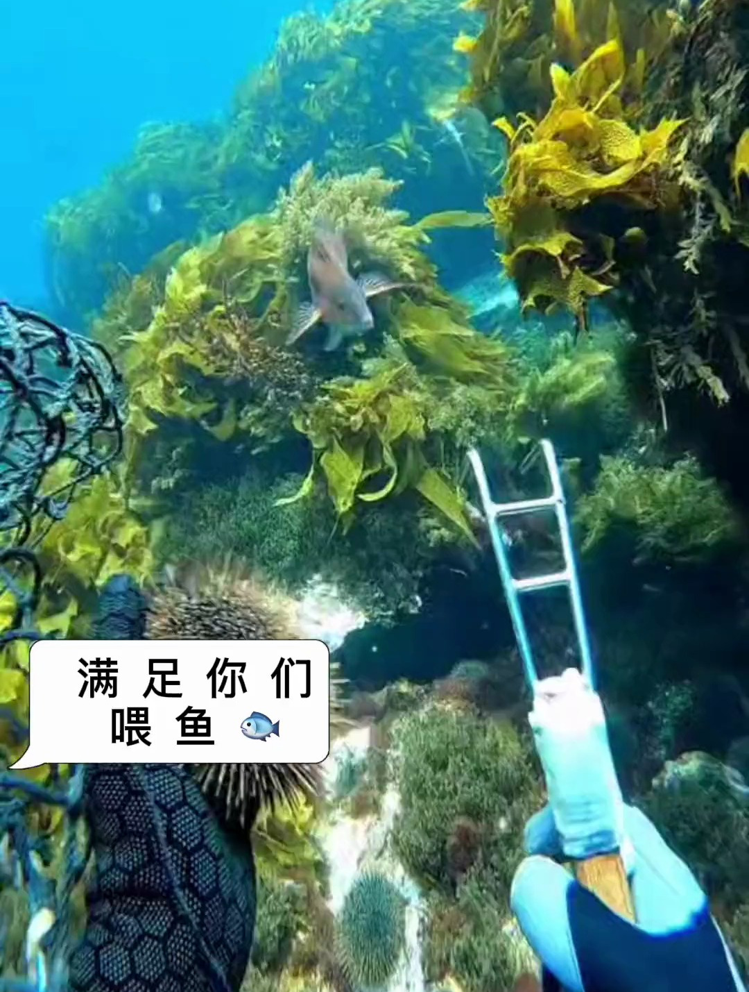 潜水员在海里撬开海胆喂鱼,小鱼们蜂拥而至,各种各样的鱼都来了