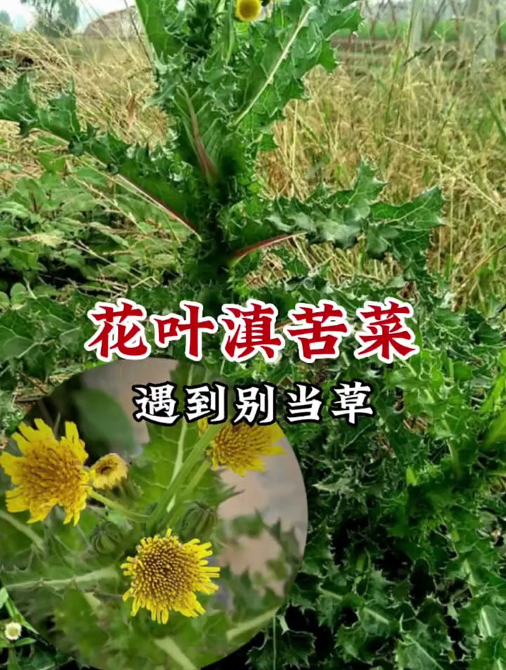 花叶滇苦菜,别名续断菊,春天必挖 野菜之一