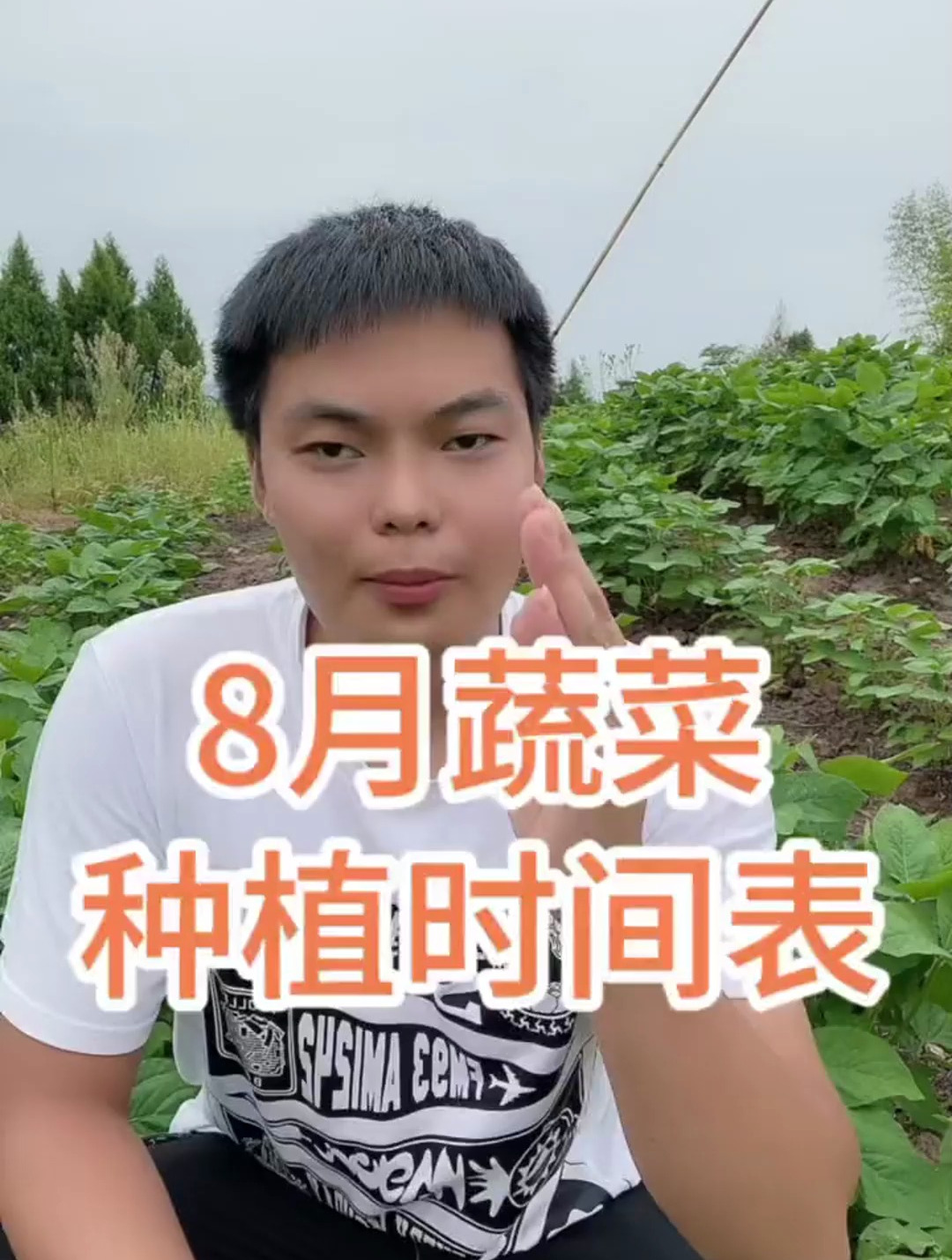 8月蔬菜种植时间表