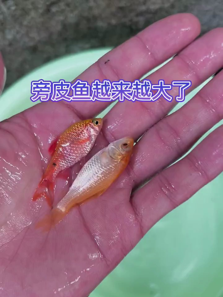 鳑鲏鱼越来越大了