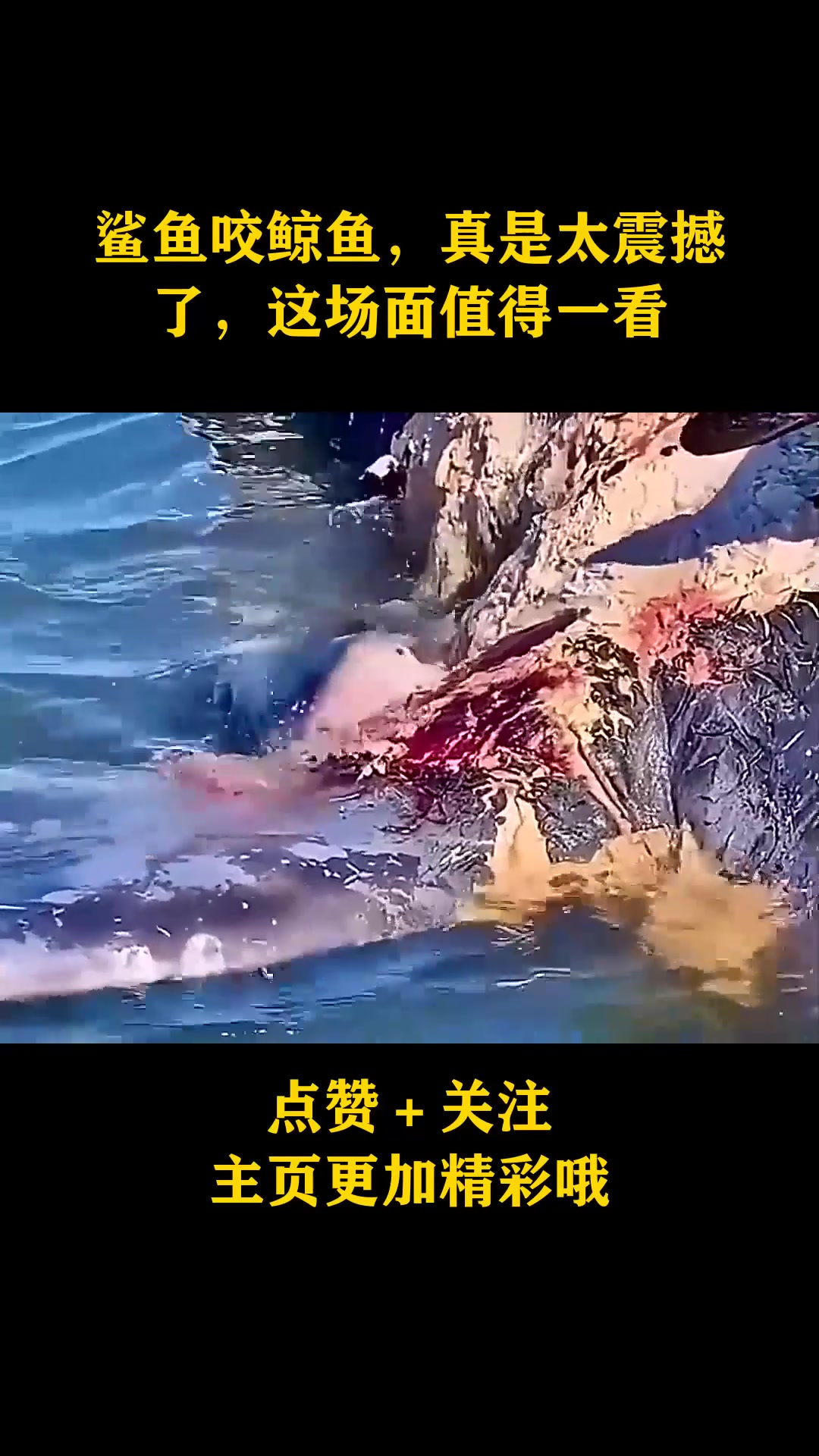 鲨鱼咬鲸鱼,真是太震撼了,这场面值得一看