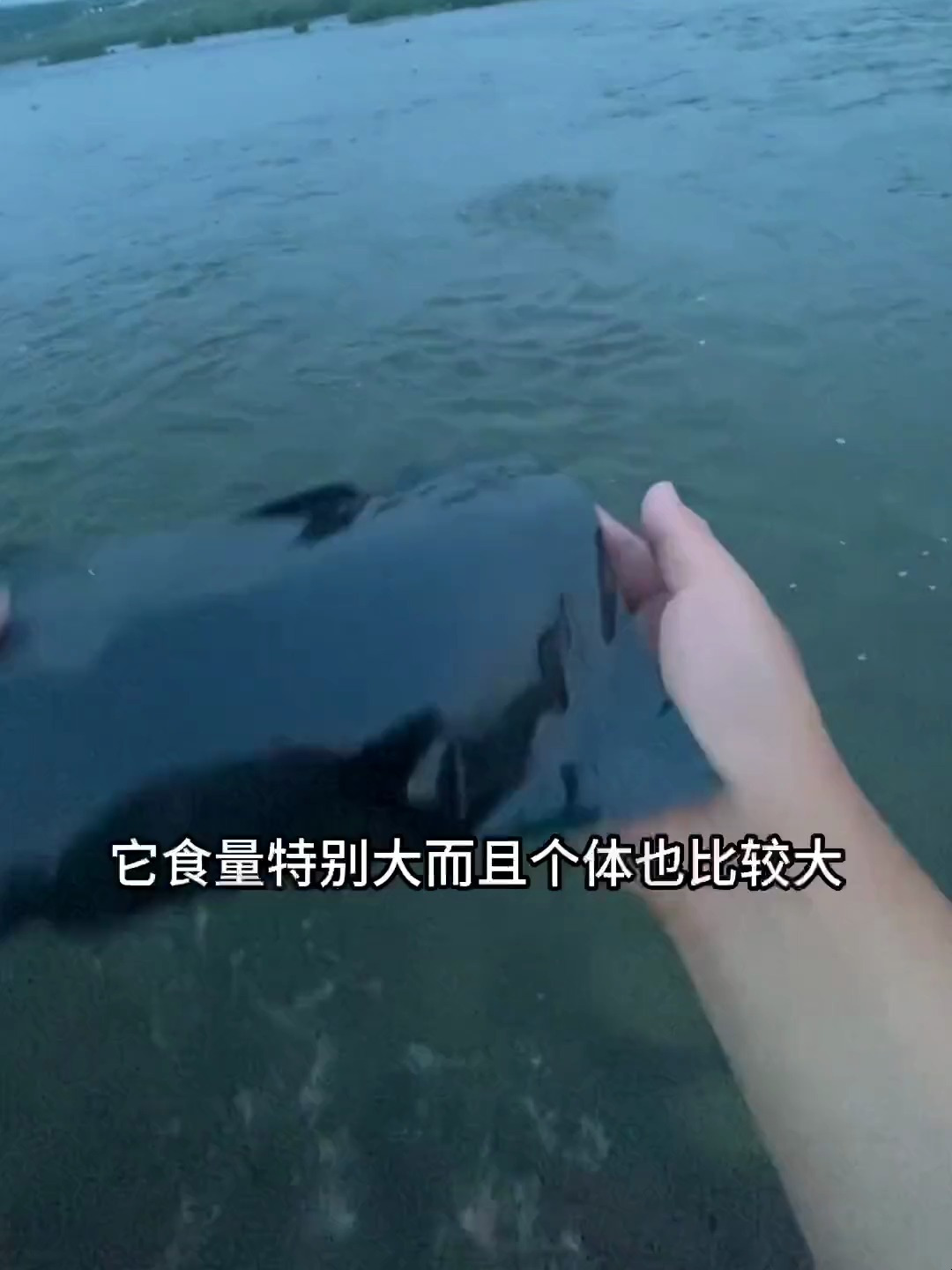 今天被这个鲴鱼上了一课!