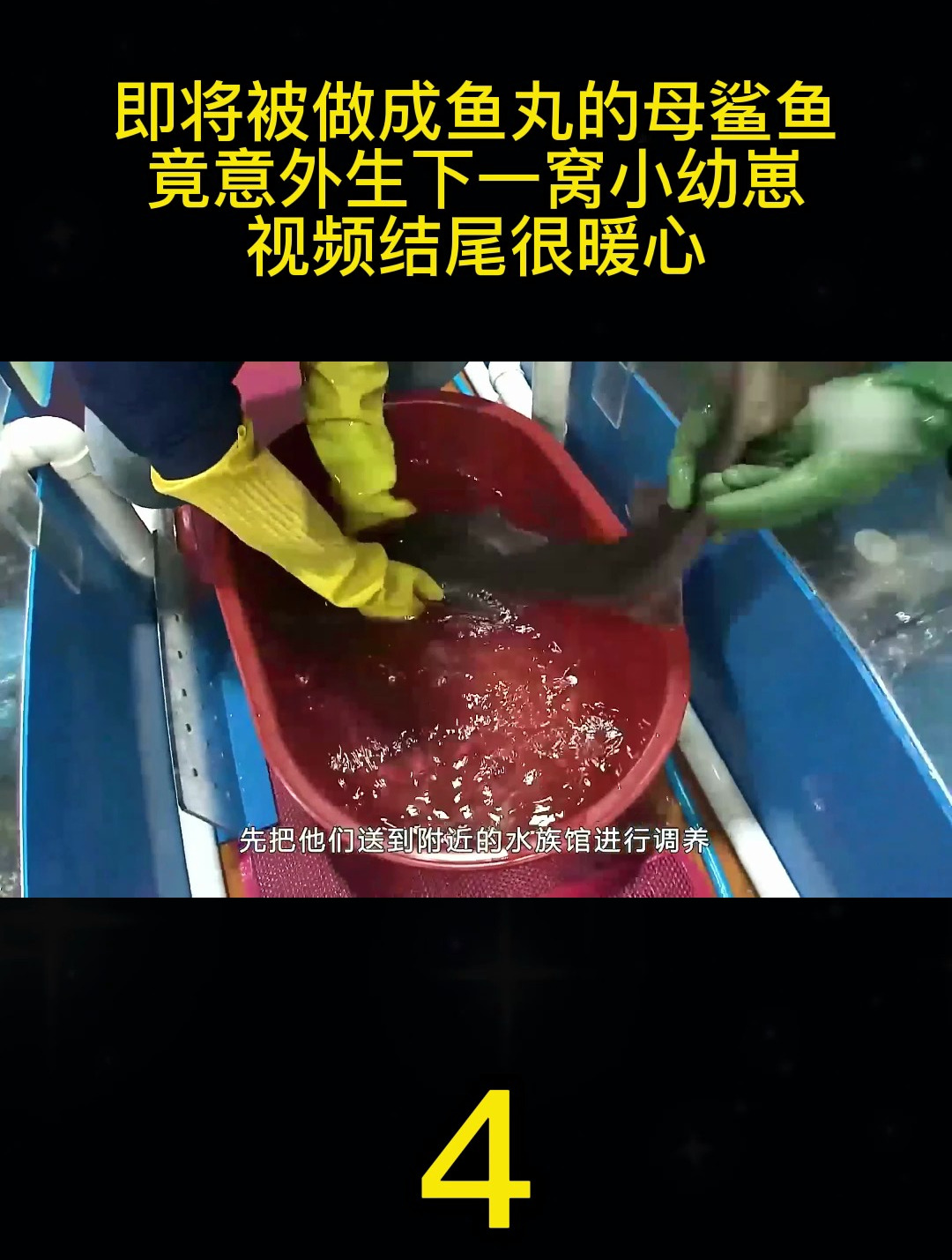 母鲨鱼即将被捕,意外生下小幼崽
