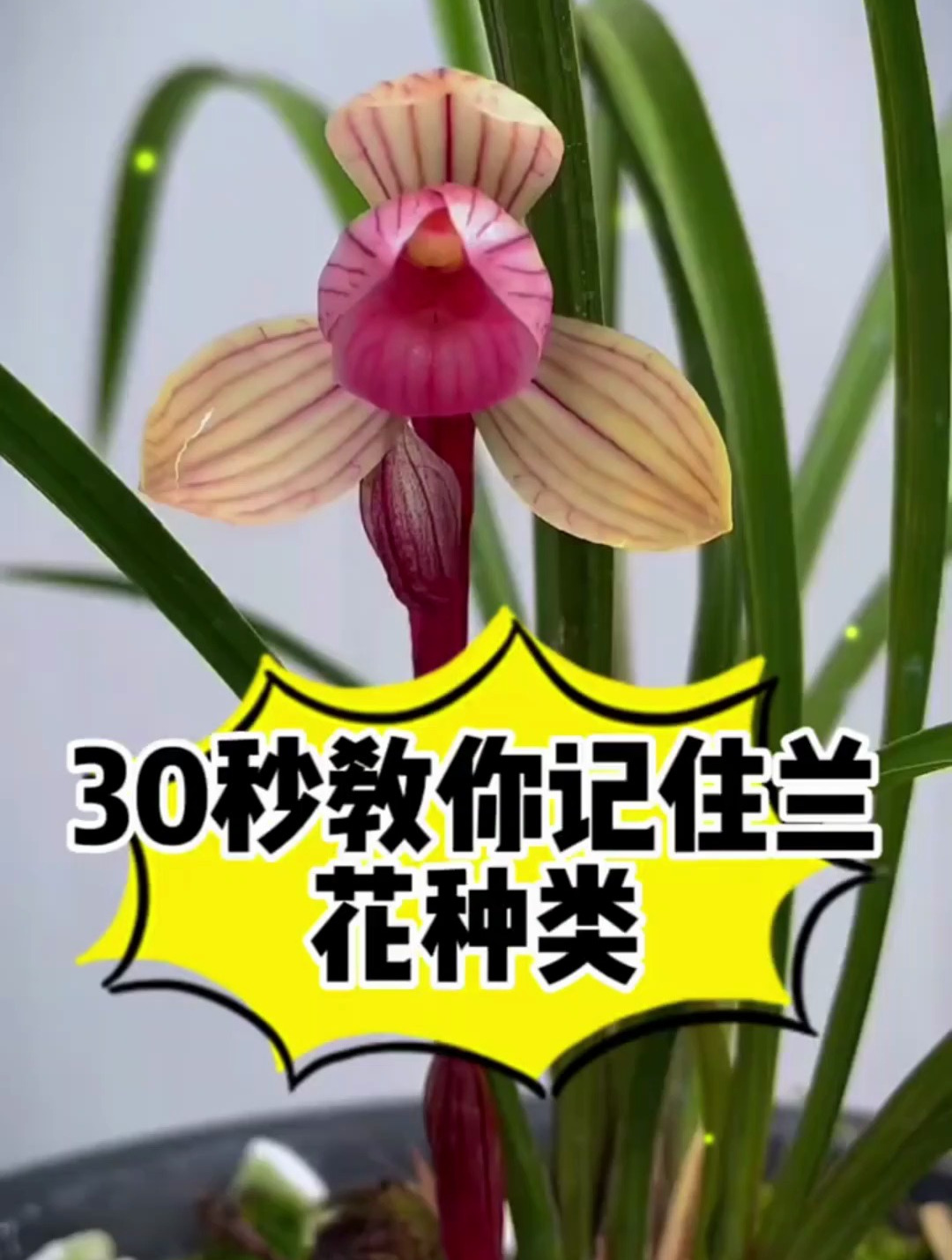 30秒教你记住兰花种类