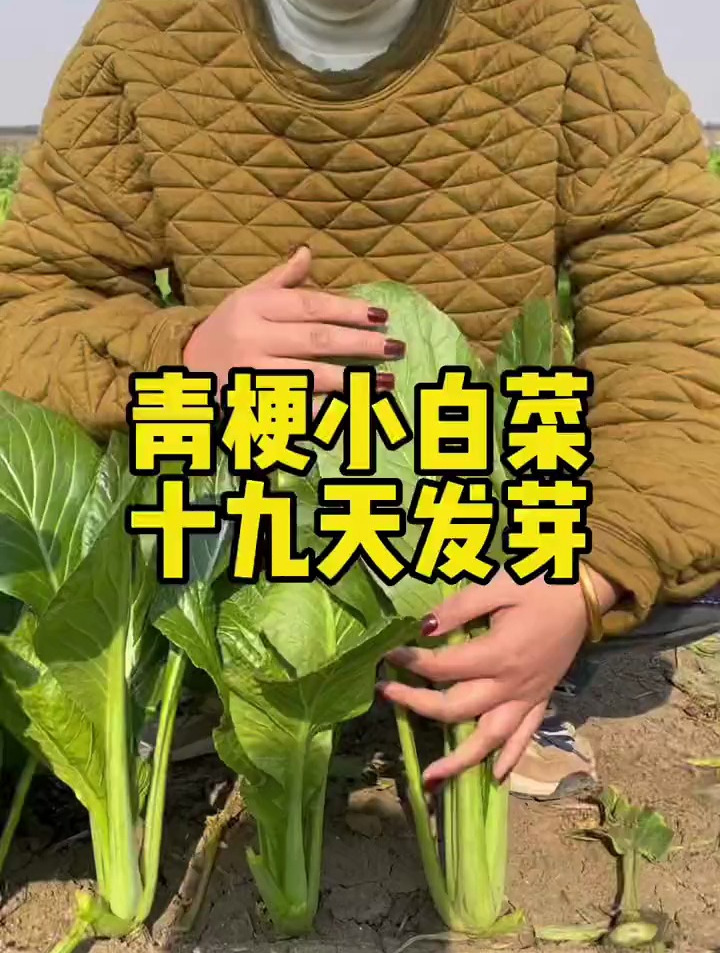 无毛无筋19天发芽的青梗小白菜,一个月可以种植两茬