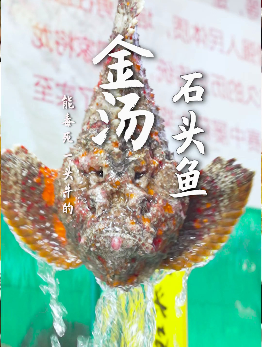 有毒的石头鱼!另类金汤做法酸辣开胃,听说外地人却不敢挑战!