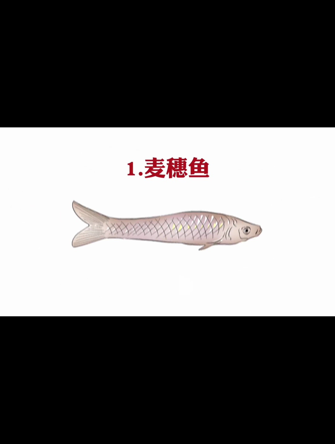 钓鱼时瞧不上的小杂鱼原来这么贵?是我不礼貌了,0.1的绣钩通杀