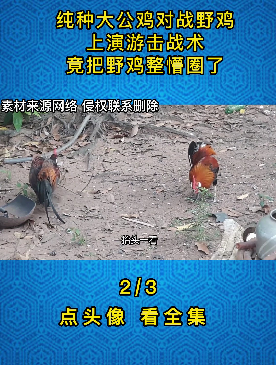 纯种大公鸡对战野鸡,上演游击战术,竟把野鸡整懵圈了2