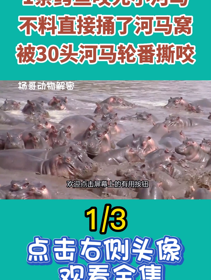 1条鳄鱼咬死小河马,不料直接捅了河马窝,被30头河马轮番撕咬1
