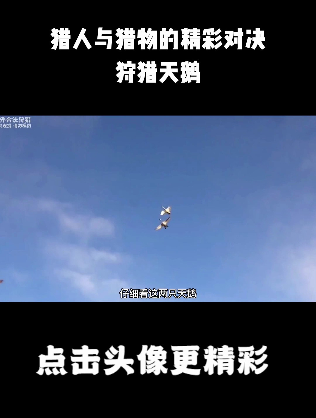 猎人与猎物的精彩对决,狩猎天鹅,看到最后有惊喜