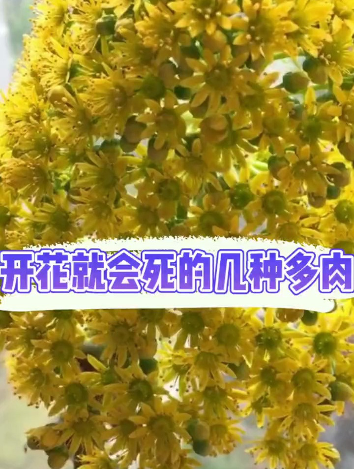 哪些多肉开花就会死?赶紧检查一下你有没有这几种多肉吧!
