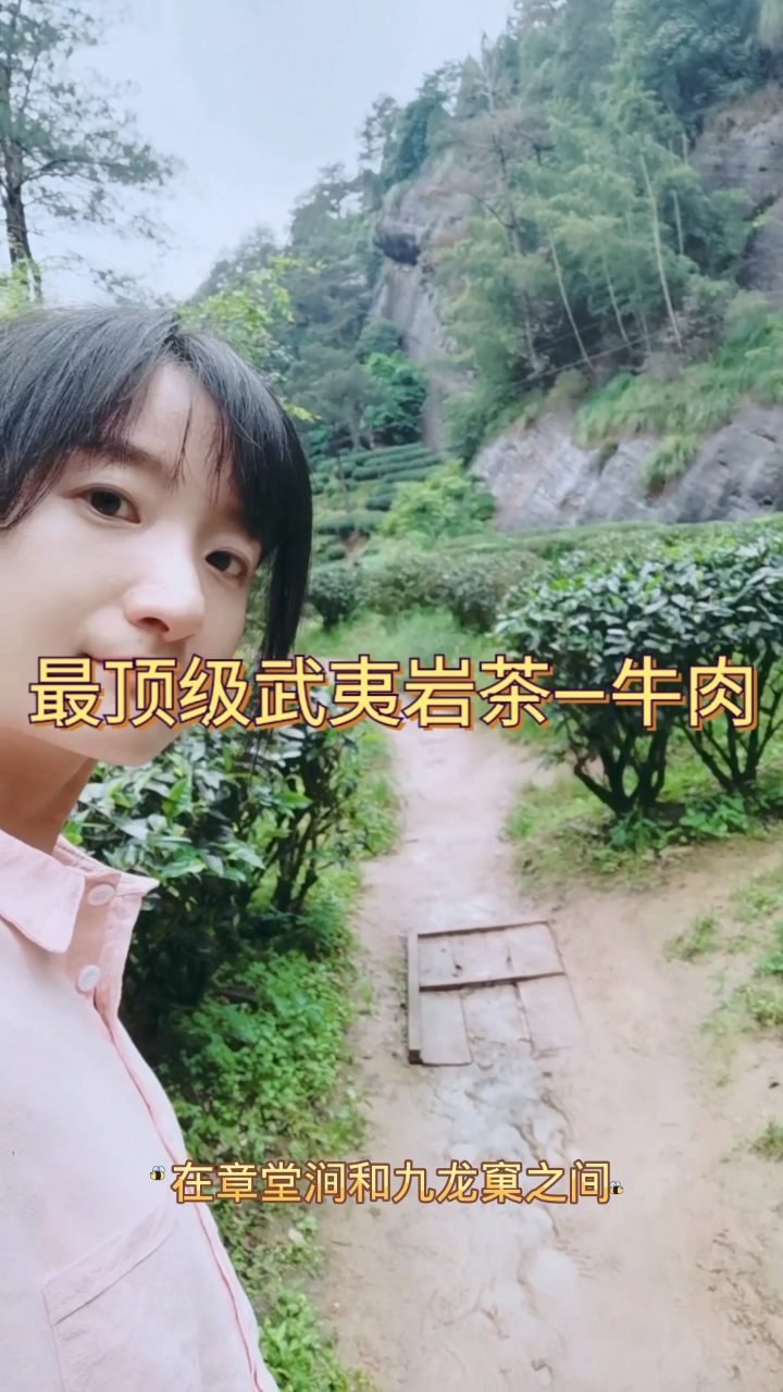 真正的牛栏坑肉桂长成这样