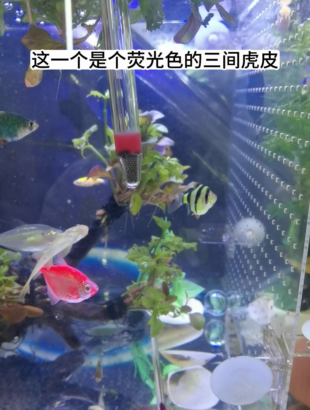 虎皮鱼是鲤科、无须魮属鱼类。体长4-6厘米,体高侧扁略呈卵圆形
