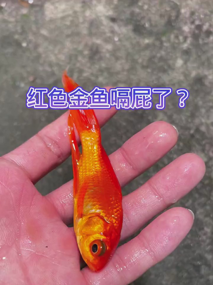 红色金鱼是怎么了