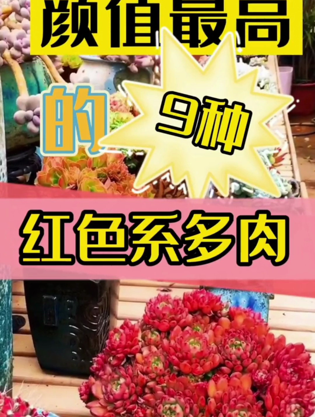 红色系多肉？一只最高的9种红色系多肉，太美了！红红火火讨人喜