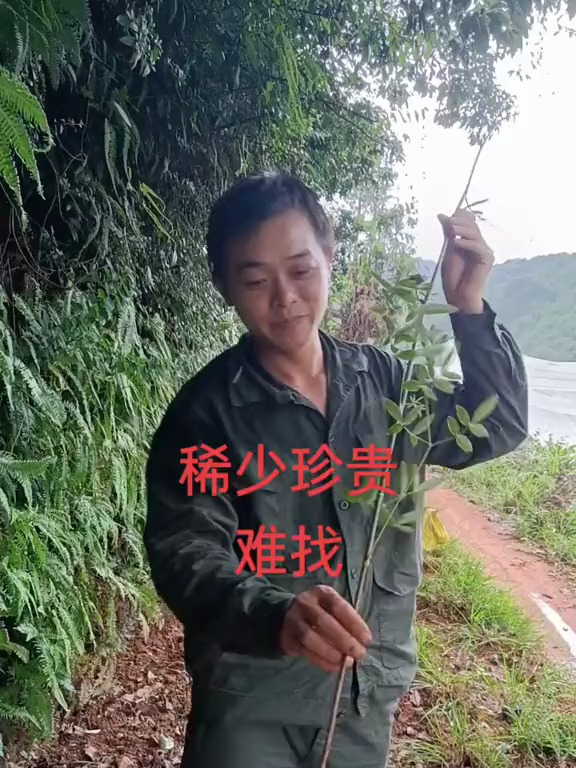 名贵药材:隔山香又叫鸡爪参纯野生植物 大山里的原生态 滋补养生