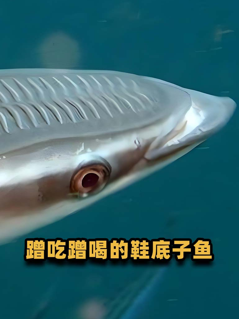 长相抽象的“鞋底子鱼”,生存靠吃剩饭?却是科学家的灵感之源?