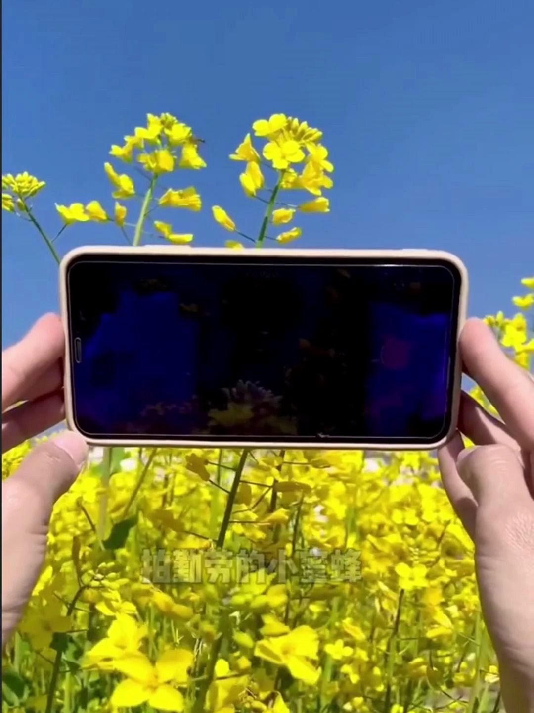 一个人这样拍油菜花视频也太唯美了吧!