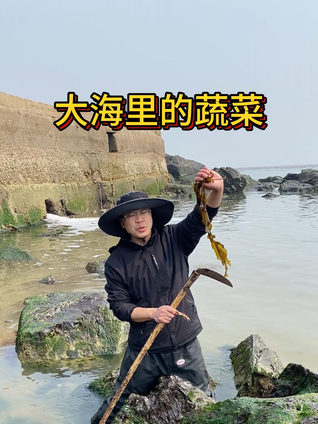 大海里的蔬菜,礁石上到处都是裙带菜,涮火锅太好吃了