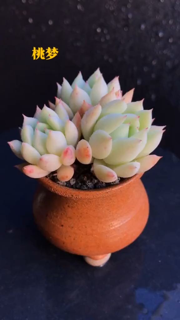 多肉植物 拇指盆 桃梦