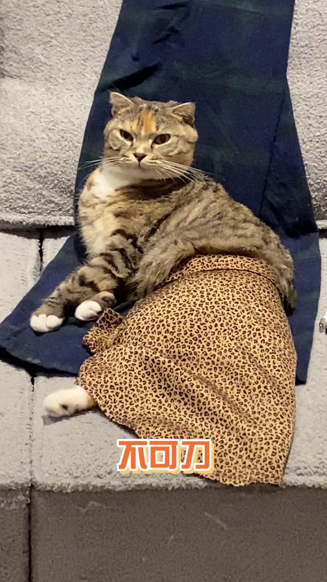 美人鱼猫砸手里了