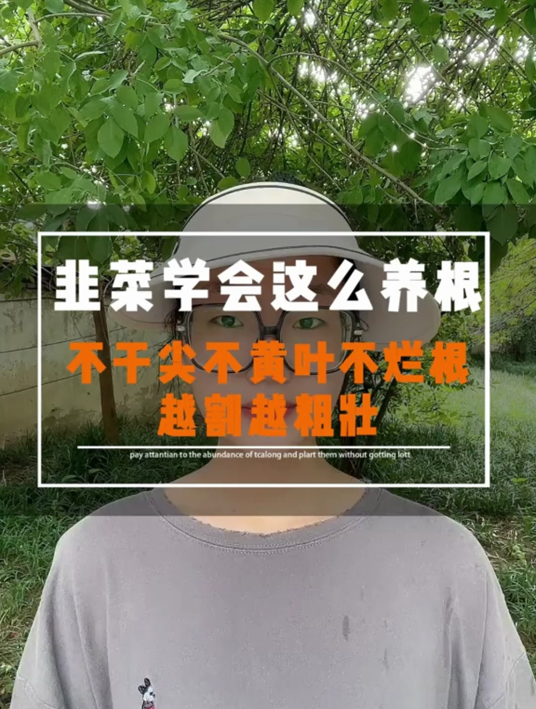 韭菜学会这么养根,不干尖不黄叶不烂根,越割越粗壮