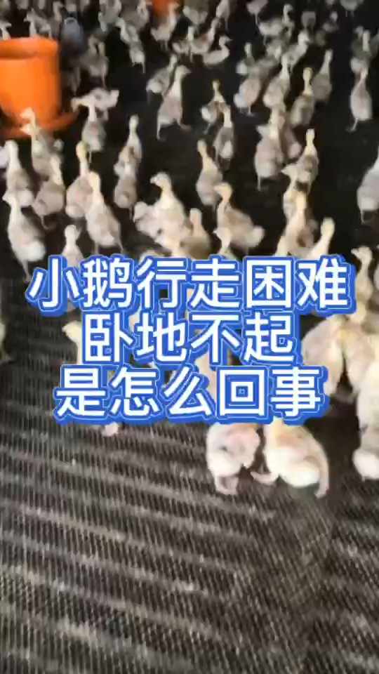 小鹅痛风的症状?鹅痛风用什么可以变好?什么原因导致鹅腿关节肿大,腿瘸变形?