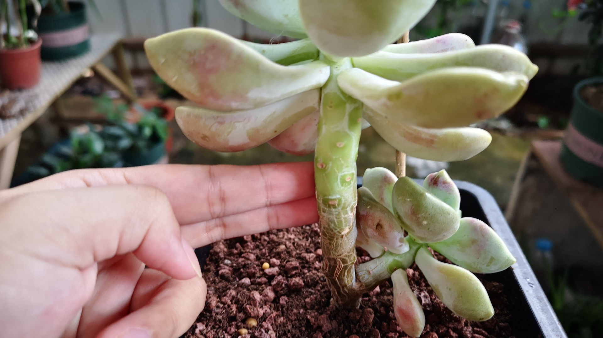 养多肉老桩,少做了这一步,难怪茎干总是养不粗