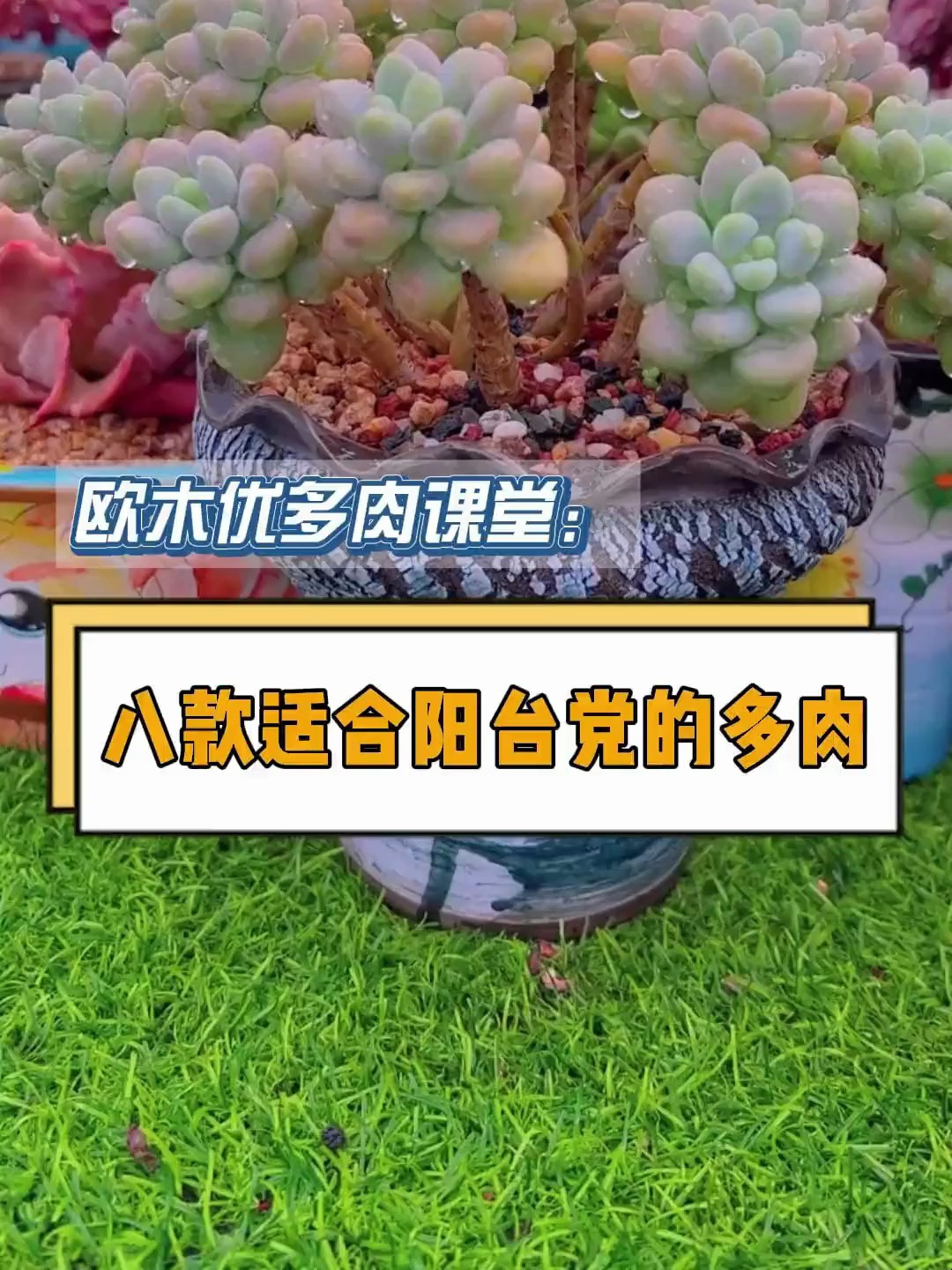 阳台党的朋友们看过来,推荐你们八款适合养护的多肉,赶紧码住