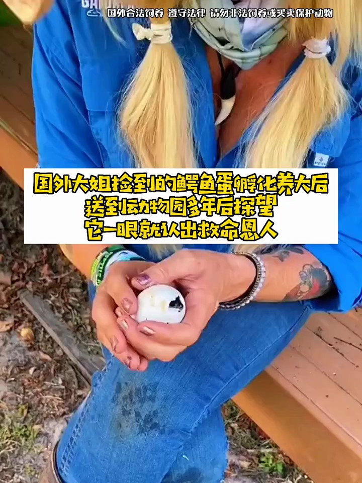 鳄鱼蛋孵化养大后,送到动物园,它一眼就认出救命恩人!