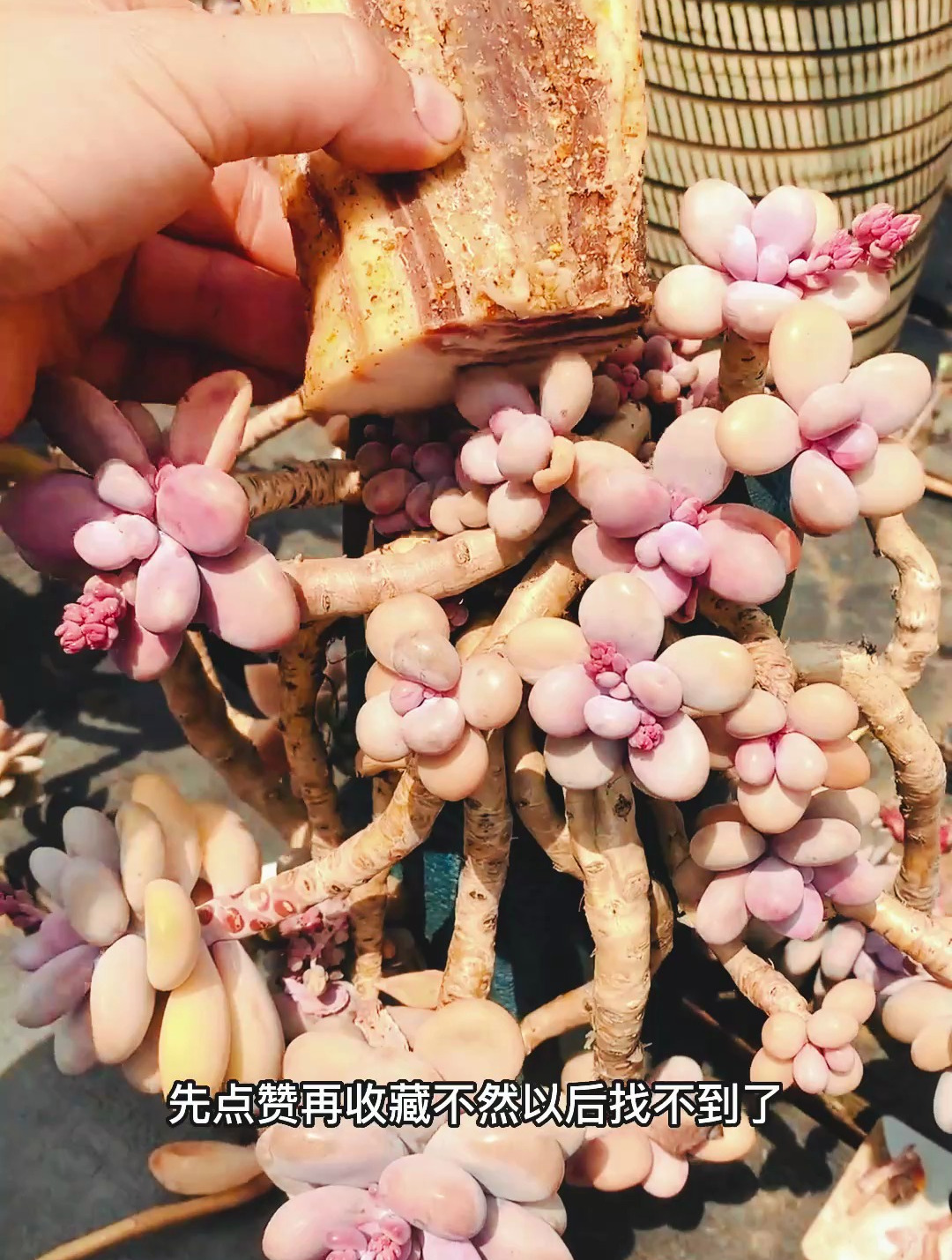 多肉植物要用什么肥才好