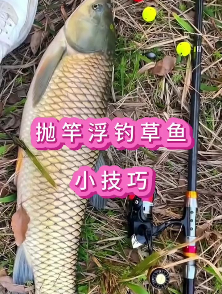 抛竿浮钓草鱼小技巧!学会这招,草鱼拉到手软!