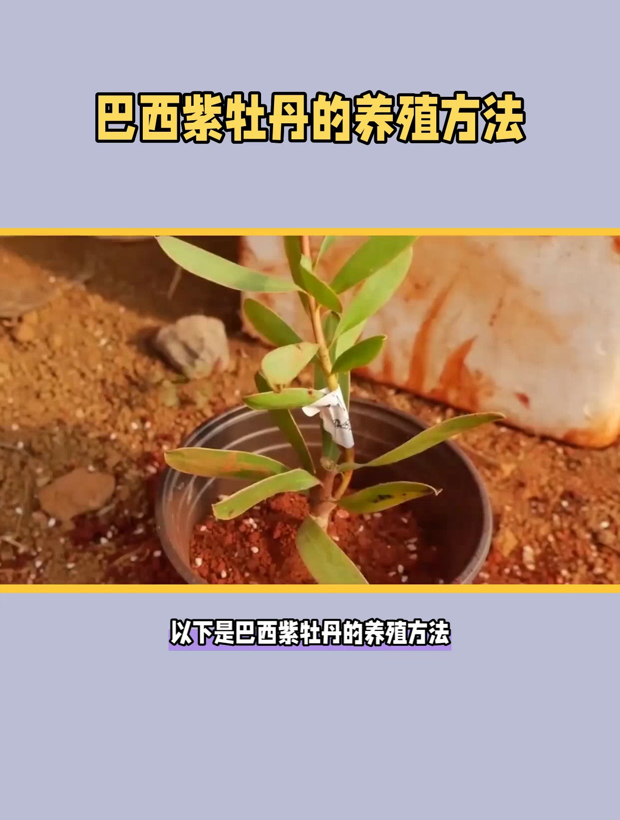巴西紫牡丹的养殖方法