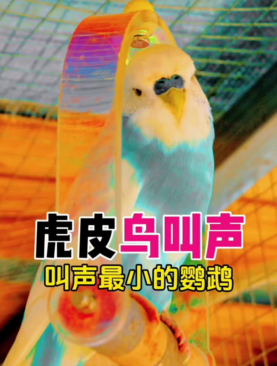 虎皮鹦鹉的叫声,你喜欢吗