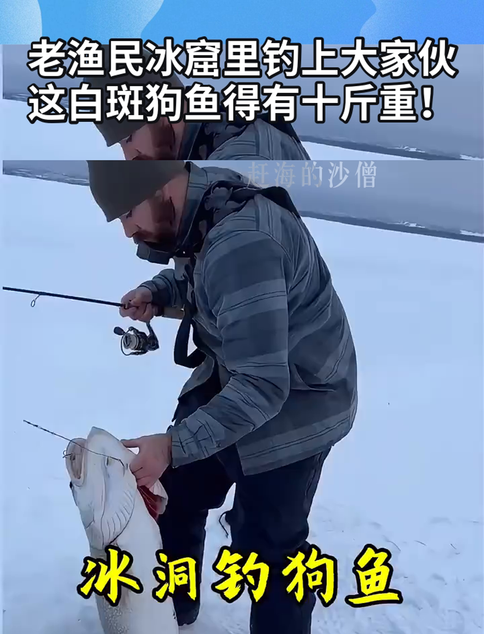 老渔民冰窟里钓上大家伙,这白斑狗鱼得有十斤重!