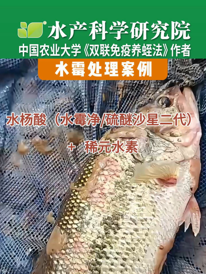 水霉处理方案分享