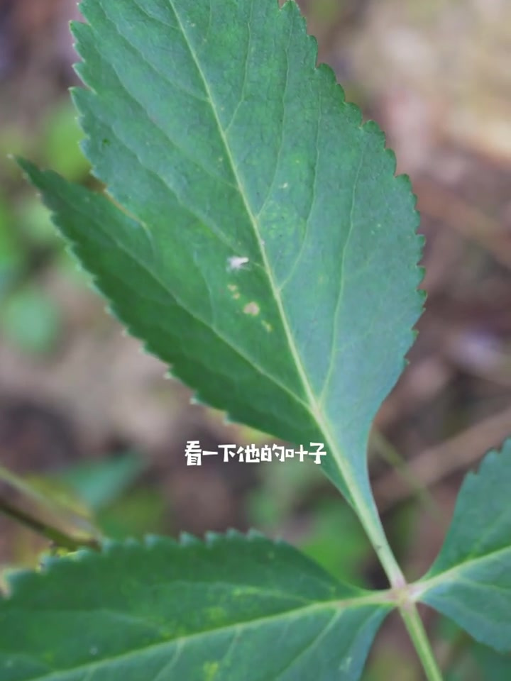 风湿麻痹 头痛 独活