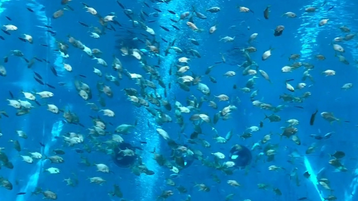 上海海昌海洋公园内的火山鲨鱼馆是游客最喜欢的场馆,名为鲨鱼馆,鲨鱼的数量还真的是挺多的,还