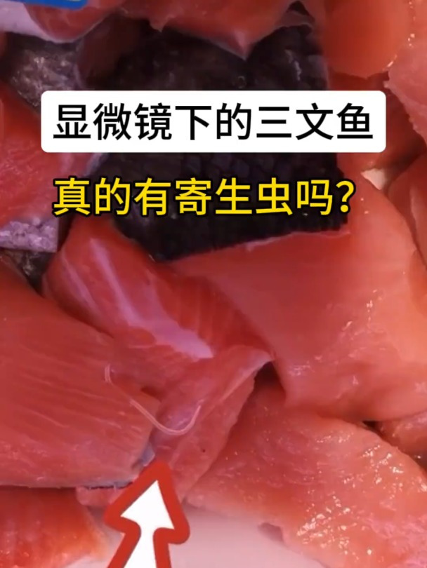 三文鱼到底有没有虫?这次可以确定了吧