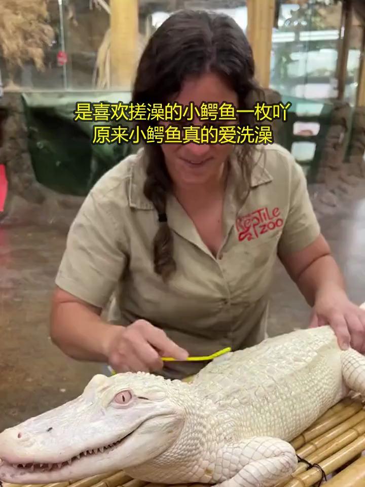 是喜欢搓澡的小鳄鱼一枚吖 原来小鳄鱼真的爱洗澡